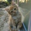 حسناء صلاح